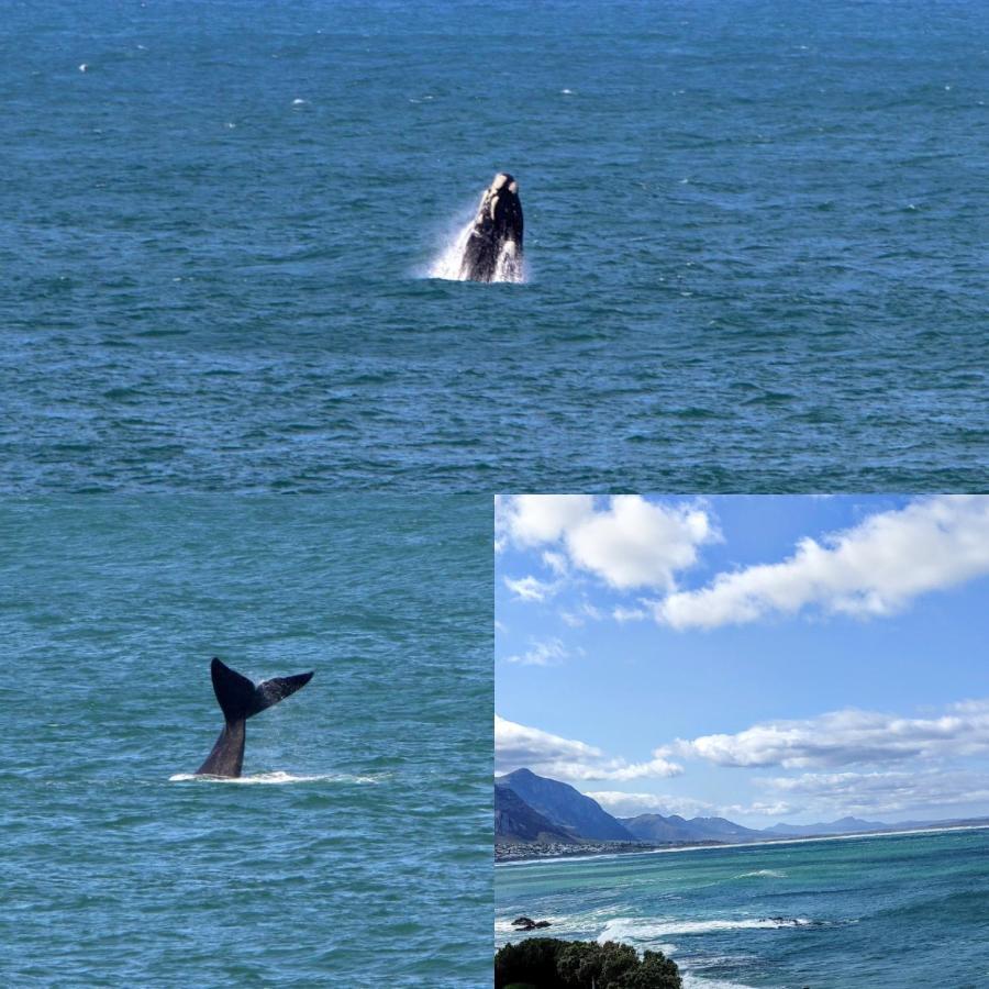 The Sun, Whales & Waves - Seafront Apartment Hermanus Exterior photo